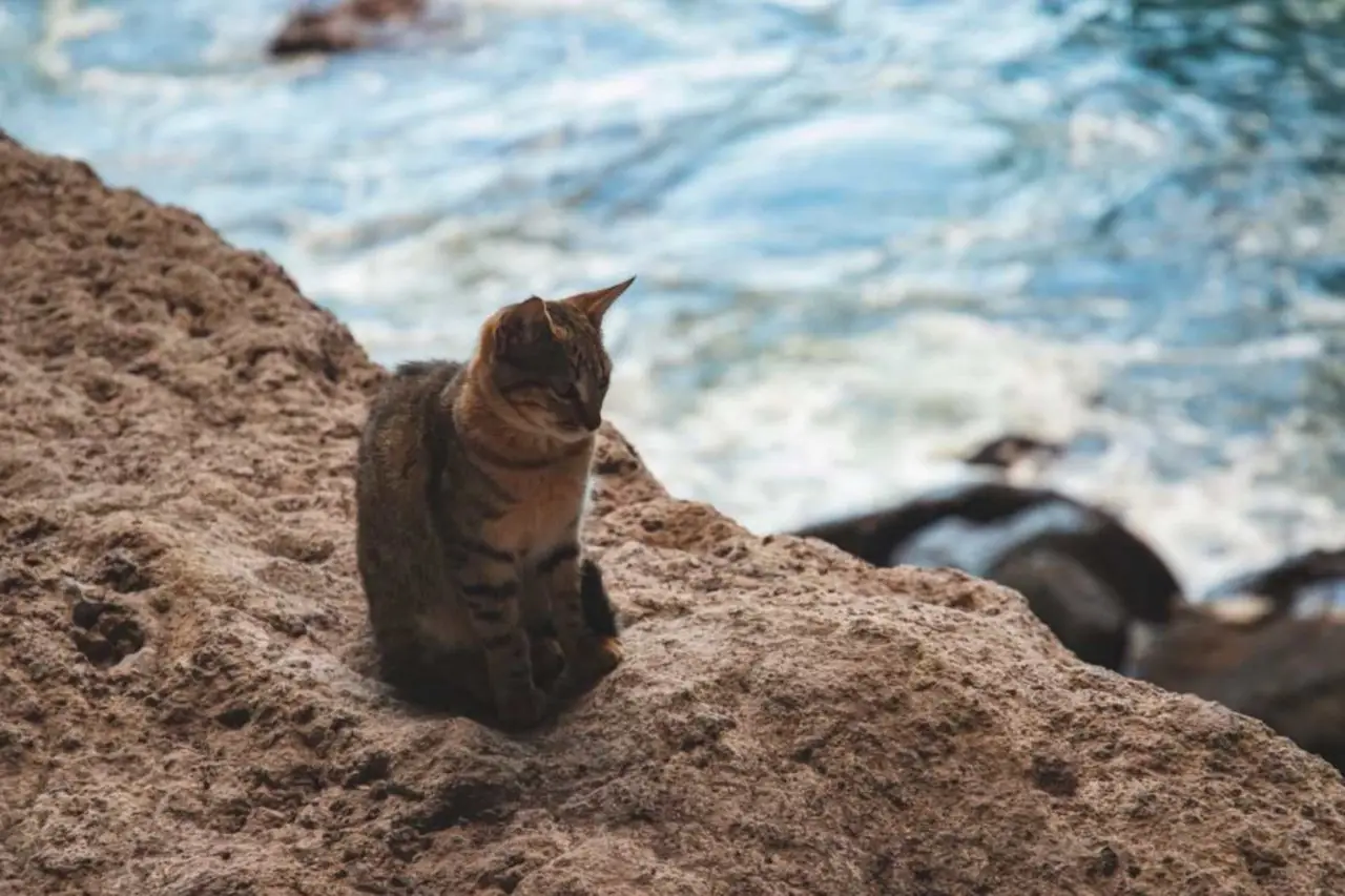 Perchè il gatto non miagola? Ecco la risposta Perchè il gatto non miagola? Ecco la risposta