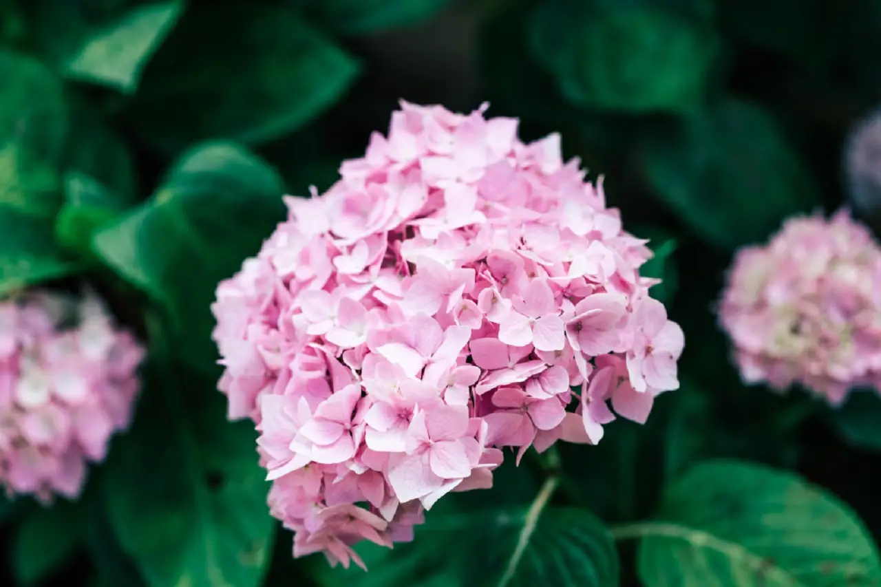 Come far fiorire l’ortensia con un concime naturale: il metodo dei vivaisti Come far fiorire l’ortensia con un concime naturale: il metodo dei vivaisti