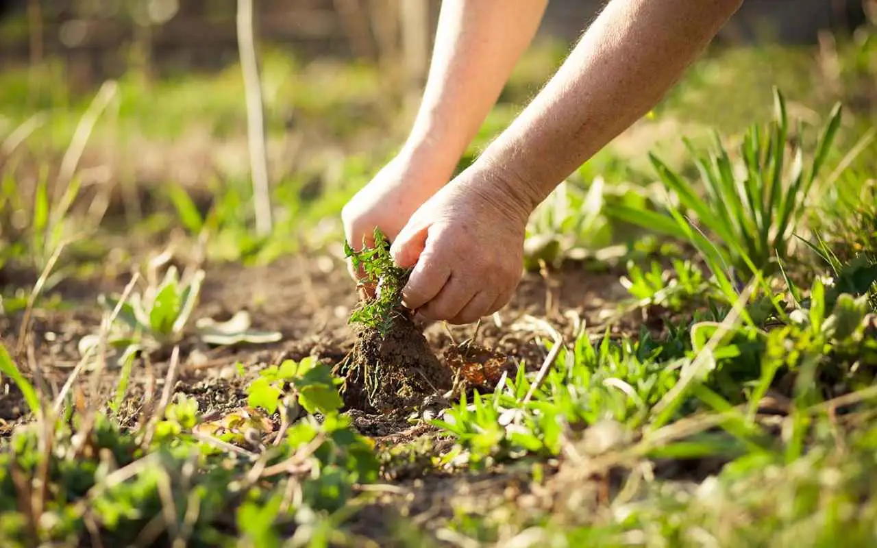 Il sale grosso contro le erbacce: la ricetta segreta dei giardinieri Il sale grosso contro le erbacce: la ricetta segreta dei giardinieri