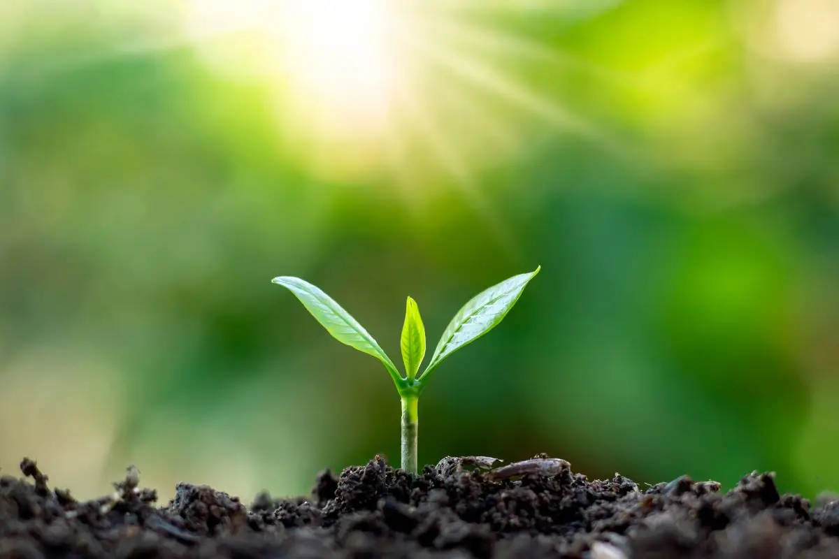La pianta che cresce anche senza acqua e trasforma il giardino in un’oasi La pianta che cresce anche senza acqua e trasforma il giardino in un’oasi