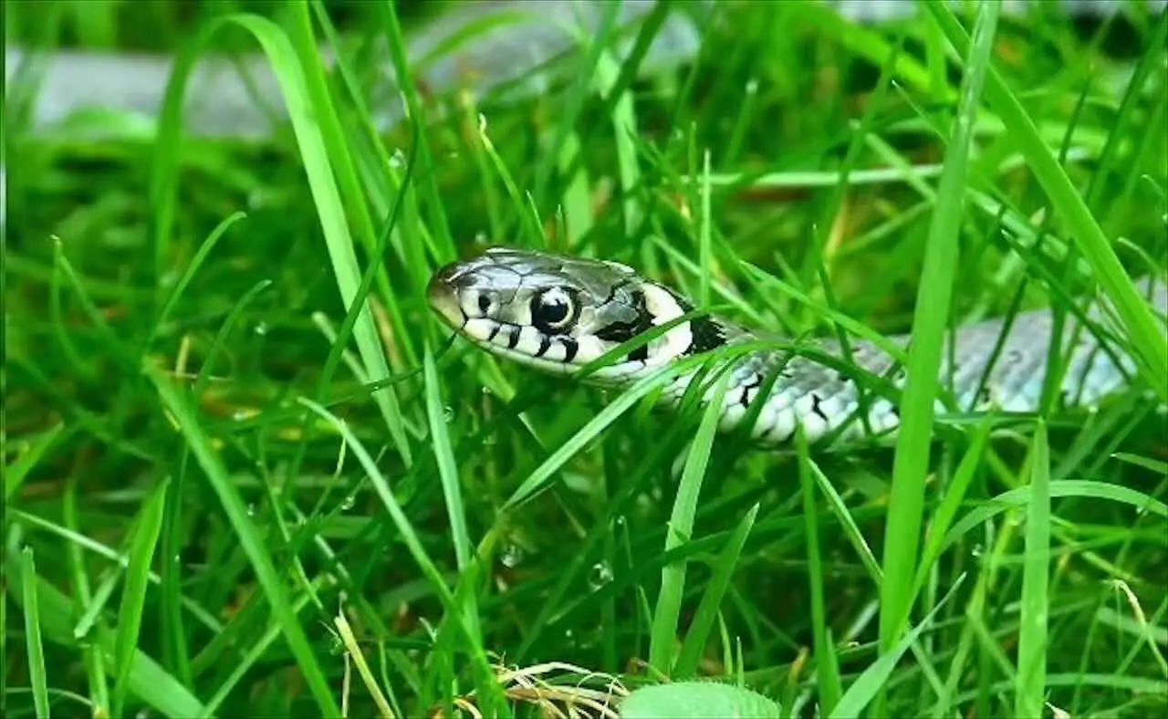 Attenzione alle bisce in giardino: cosa succede se ti pungono Attenzione alle bisce in giardino: cosa succede se ti pungono