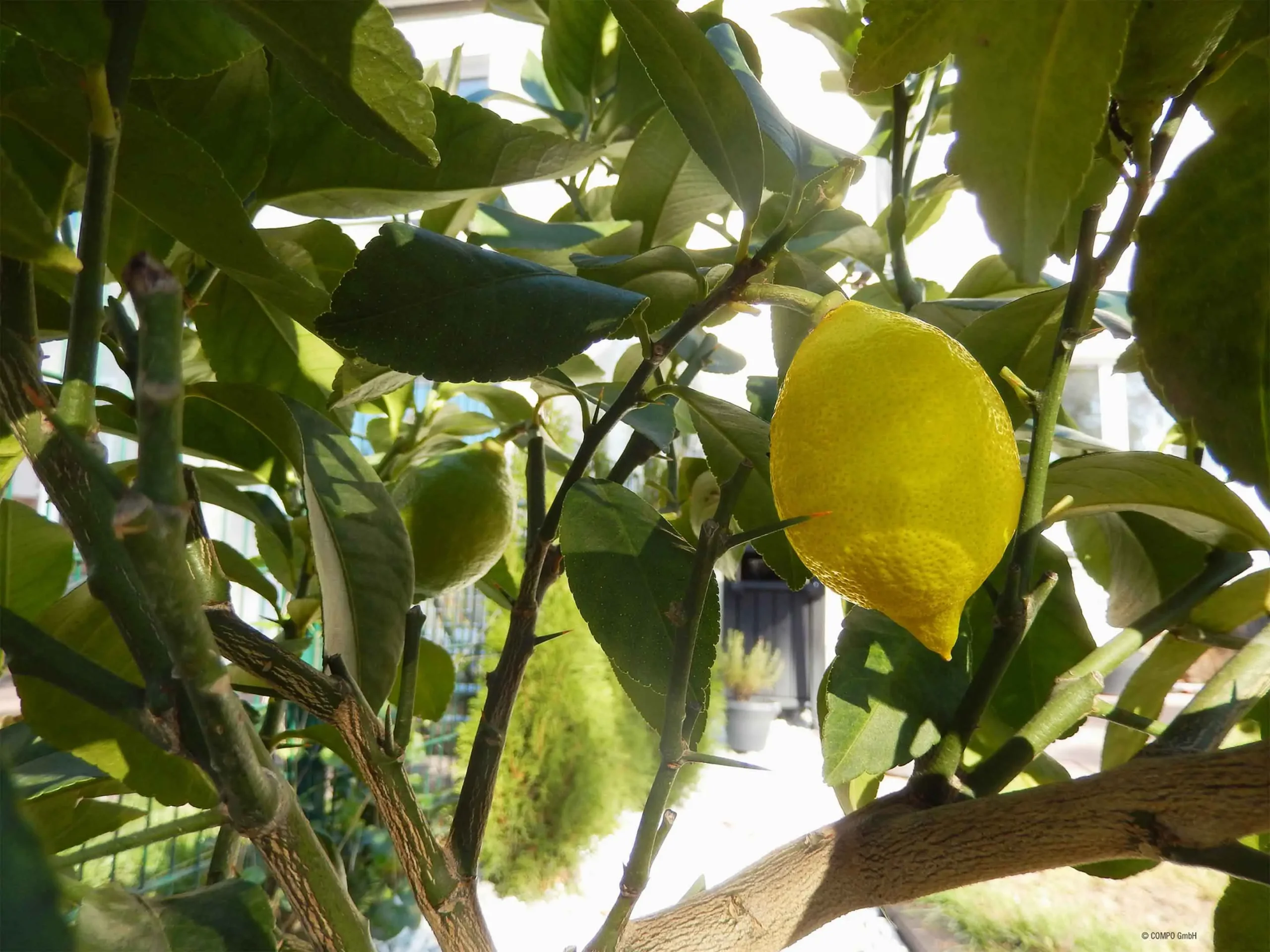 Come profumare tutta la casa con un solo limone: il metodo che funziona sempre Come profumare tutta la casa con un solo limone: il metodo che funziona sempre
