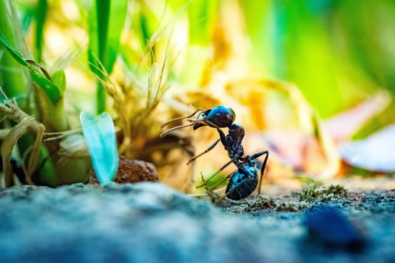 Allerta formiche volanti: quando arrivano e cosa fare subito Allerta formiche volanti: quando arrivano e cosa fare subito