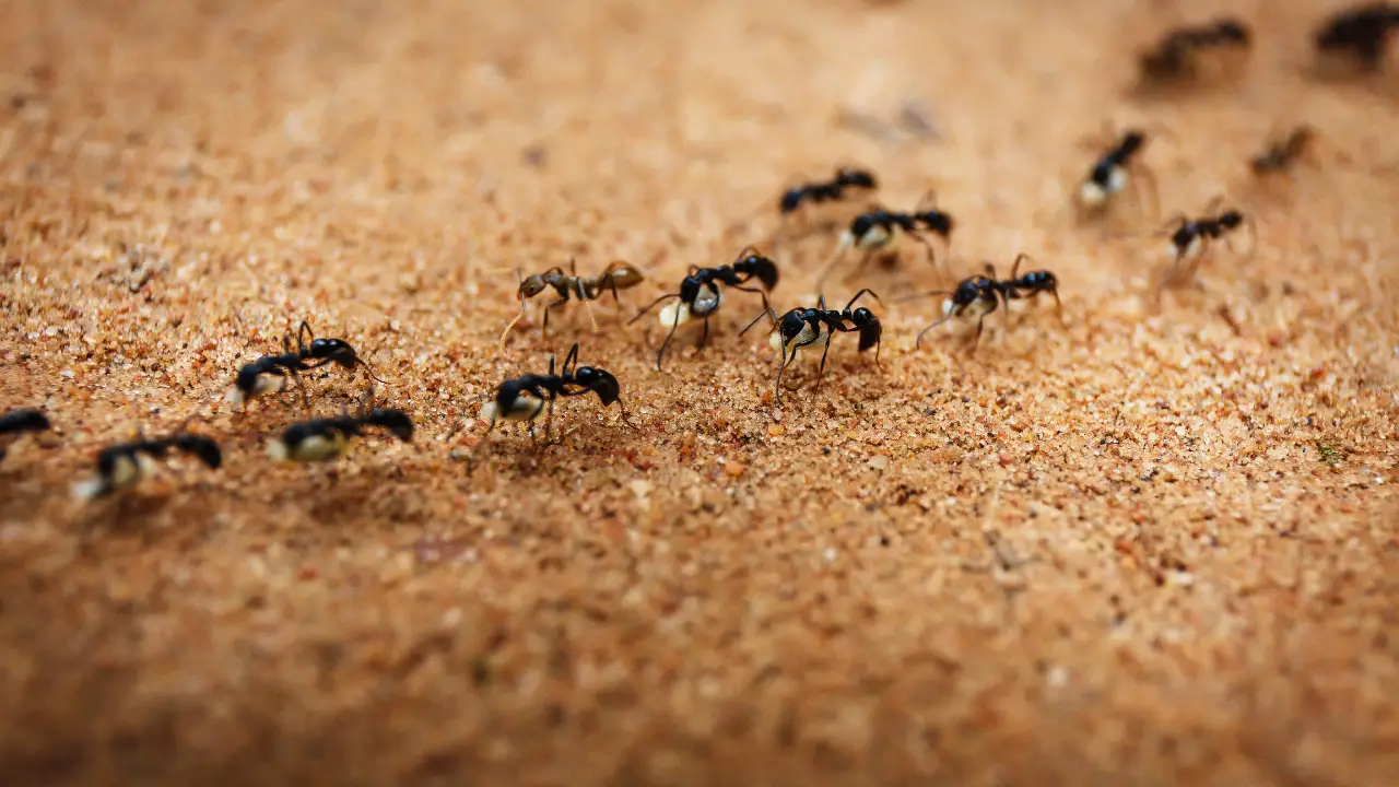 Formiche in casa? Il rimedio naturale che funziona davvero Formiche in casa? Il rimedio naturale che funziona davvero