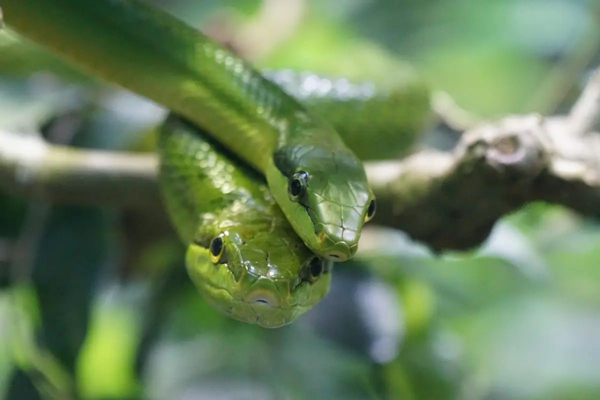 Non spruzzare questo in giardino: attira bisce e altri animali Non spruzzare questo in giardino: attira bisce e altri animali