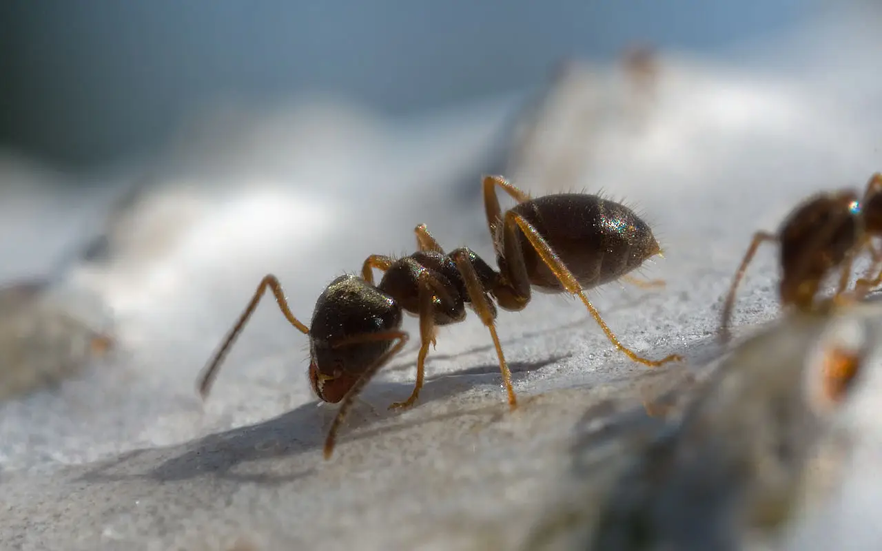 Cosa mettere sul pavimento per allontanare formiche e insetti Cosa mettere sul pavimento per allontanare formiche e insetti