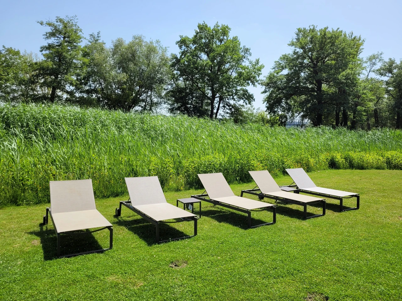 Insetti in giardino? La pianta che li tiene lontani tutto l’anno Insetti in giardino? La pianta che li tiene lontani tutto l’anno