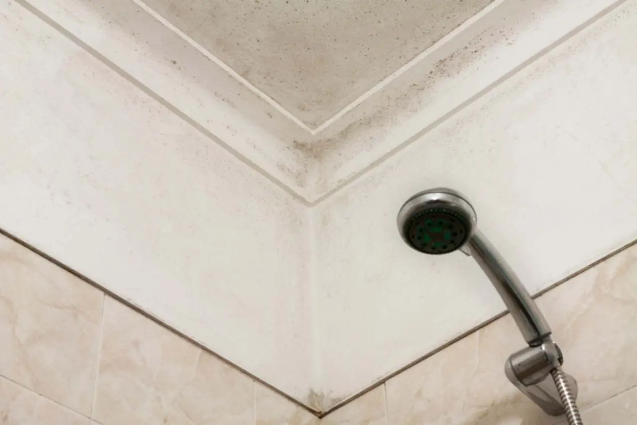 Muffa nel bagno dopo la doccia: il rimedio naturale che protegge le piastrelle Muffa nel bagno dopo la doccia: il rimedio naturale che protegge le piastrelle