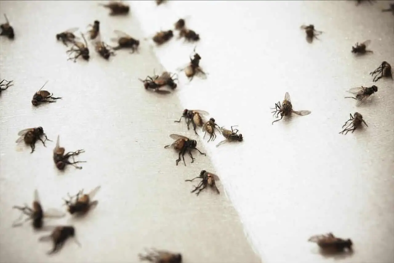 Sai perché mettere i chiodi di garofano sulla finestra tiene alla larga i moscerini? Sai perché mettere i chiodi di garofano sulla finestra tiene alla larga i moscerini?