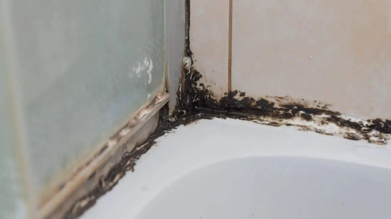 Rimedi veloci contro la muffa nei bagni umidi: azione immediata e aria più pulita Rimedi veloci contro la muffa nei bagni umidi: azione immediata e aria più pulita