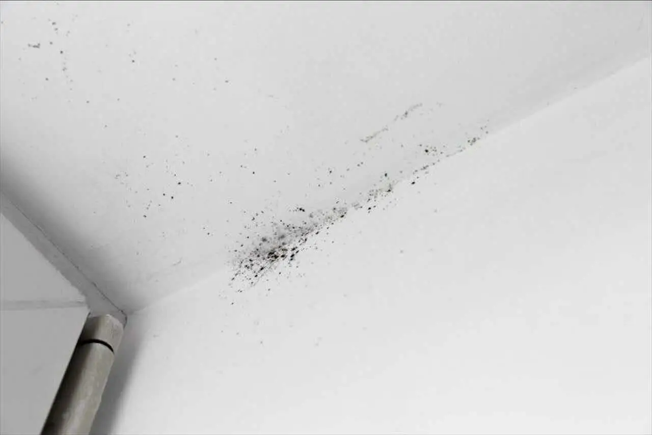 Scopri subito come eliminare la muffa in bagno usando solo aceto e bicarbonato Scopri subito come eliminare la muffa in bagno usando solo aceto e bicarbonato