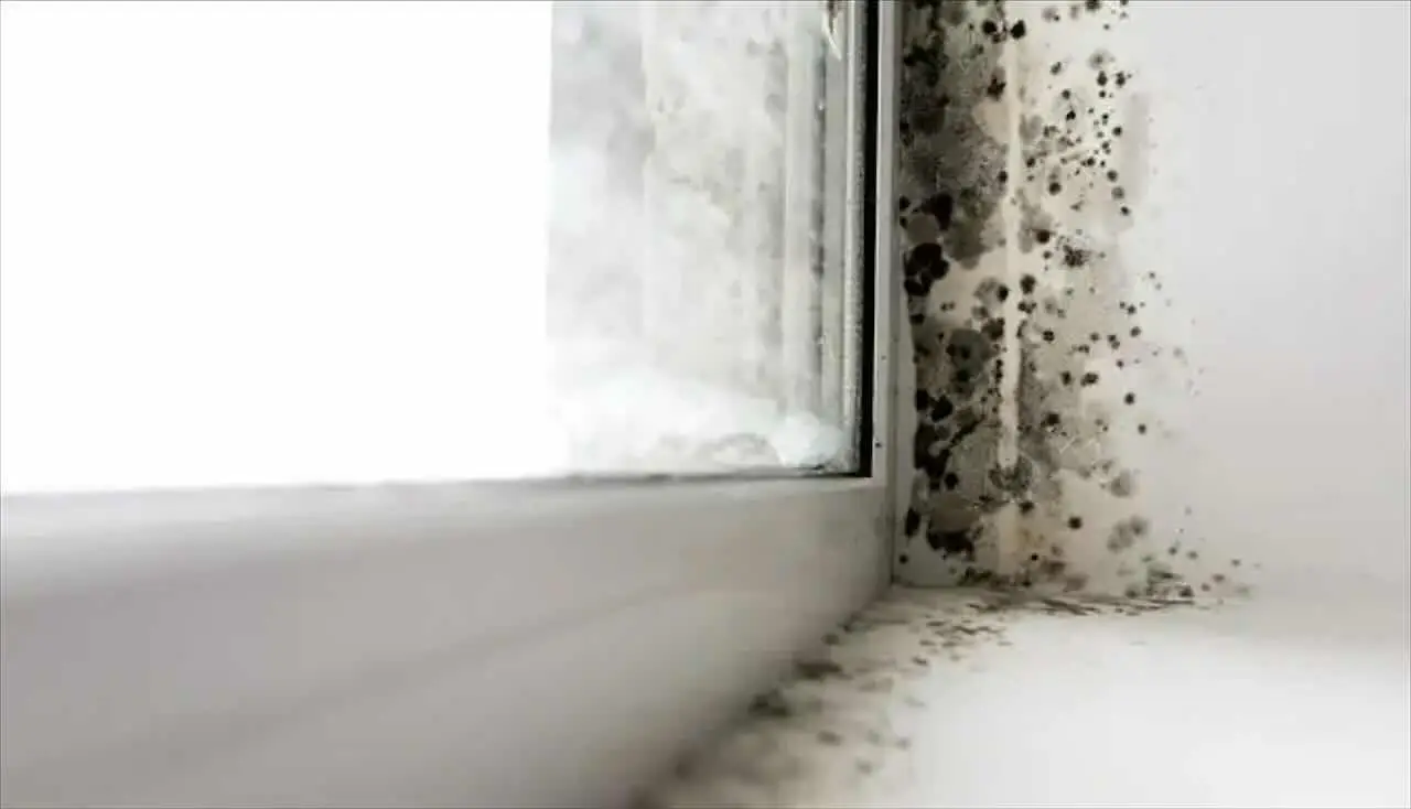 Scopri subito come eliminare la muffa in bagno usando solo aceto e bicarbonato Scopri subito come eliminare la muffa in bagno usando solo aceto e bicarbonato