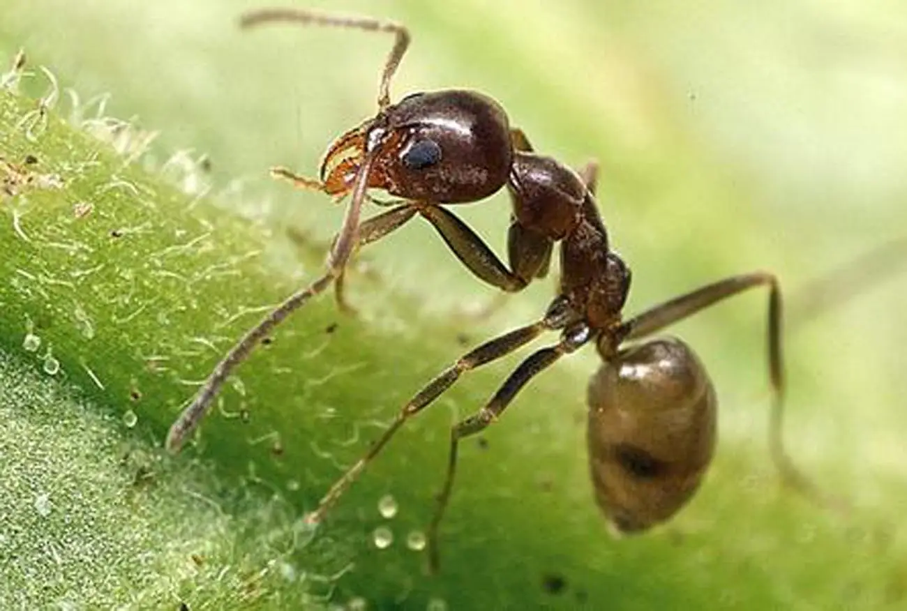 Allontana le formiche dalla cucina con una miscela naturale che trovi in dispensa Allontana le formiche dalla cucina con una miscela naturale che trovi in dispensa