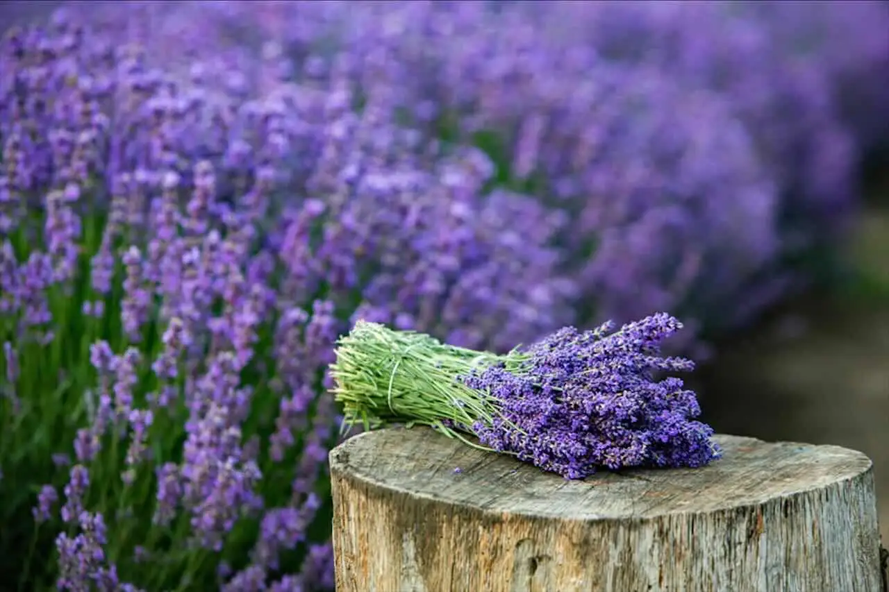 Senti odore di umido nei cassetti? Prova subito il sacchetto con riso e lavanda Senti odore di umido nei cassetti? Prova subito il sacchetto con riso e lavanda