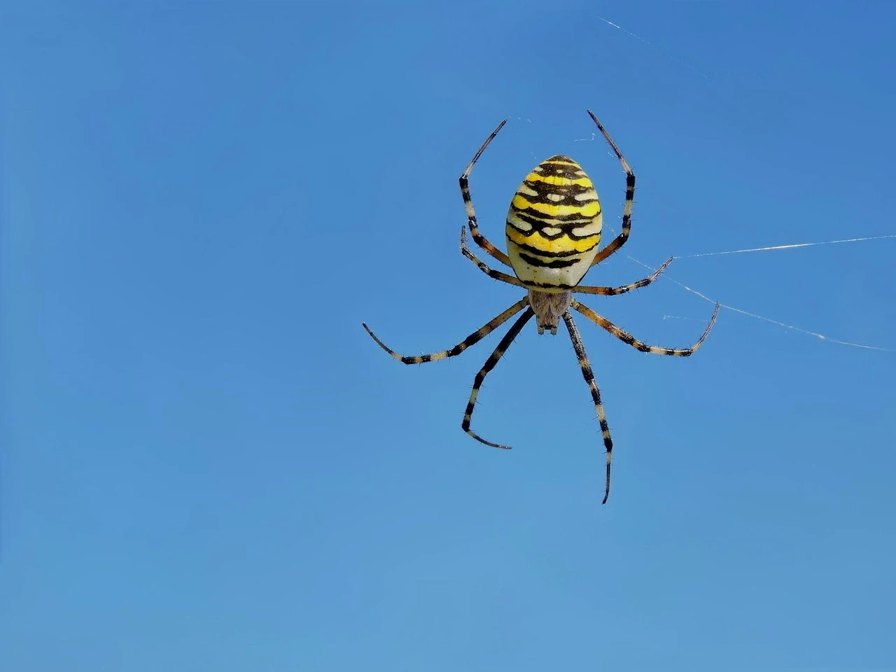Previeni l’arrivo dei ragni dentro casa con piante aromatiche facili da coltivare Previeni l’arrivo dei ragni dentro casa con piante aromatiche facili da coltivare
