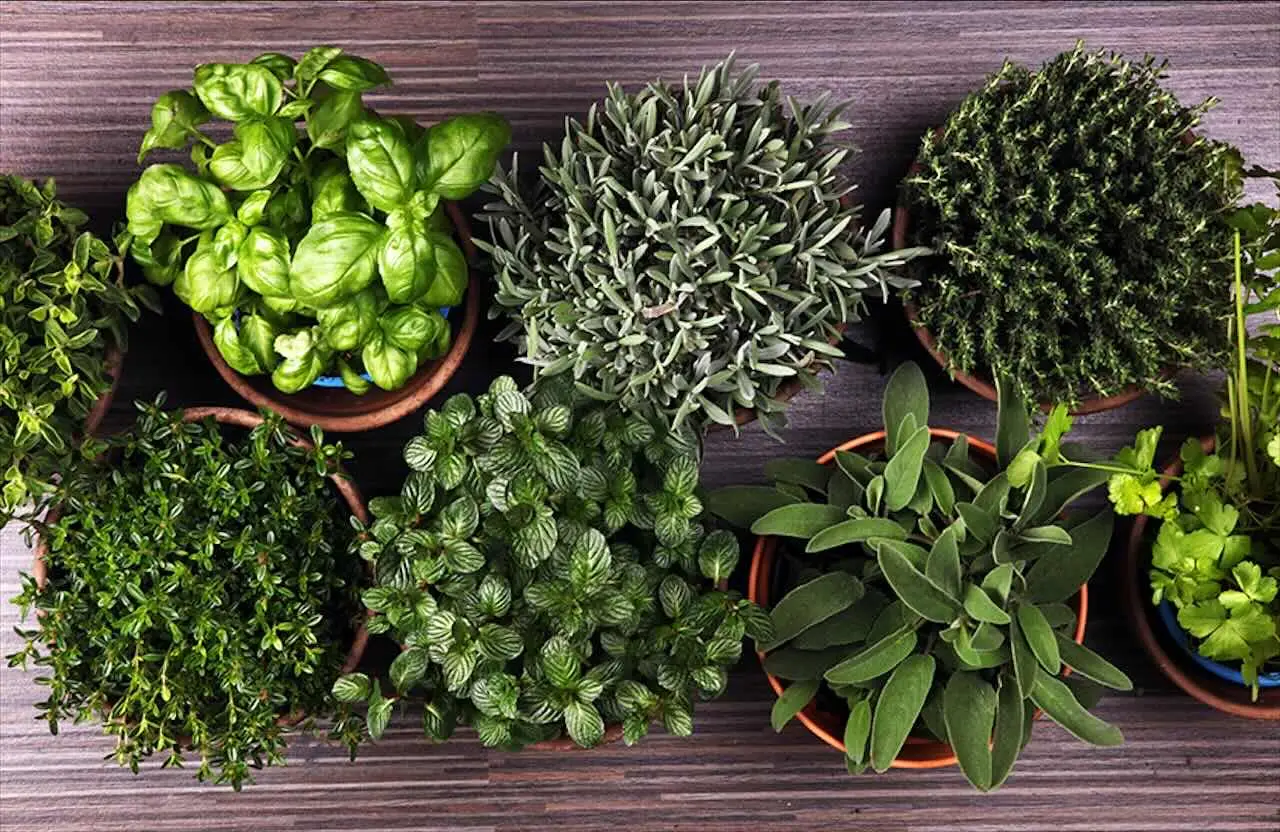 Previeni l’arrivo dei ragni dentro casa con piante aromatiche facili da coltivare Previeni l’arrivo dei ragni dentro casa con piante aromatiche facili da coltivare