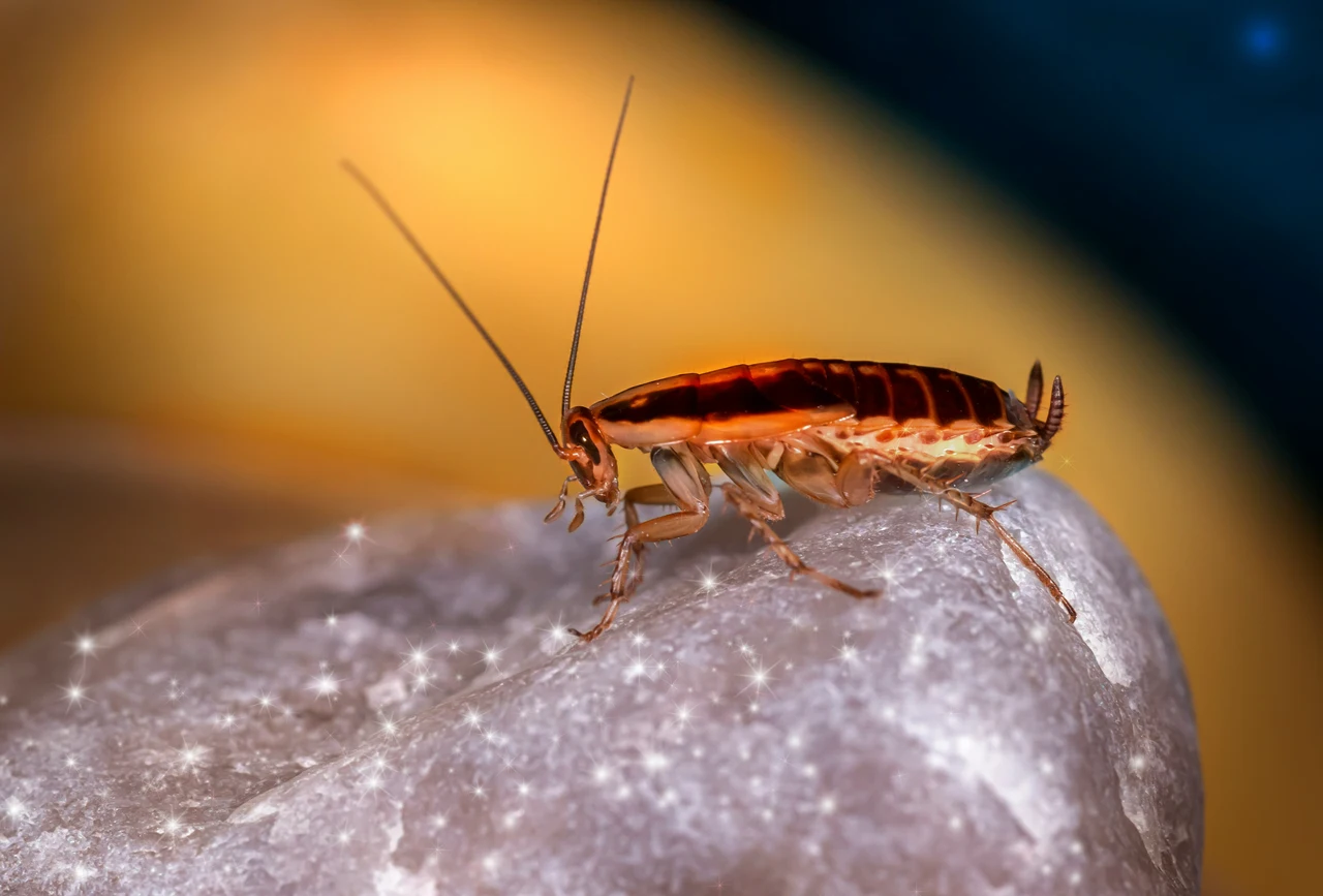 Come liberarsi dagli scarafaggi senza prodotti chimici, ma solo ingredienti naturali Come liberarsi dagli scarafaggi senza prodotti chimici, ma solo ingredienti naturali