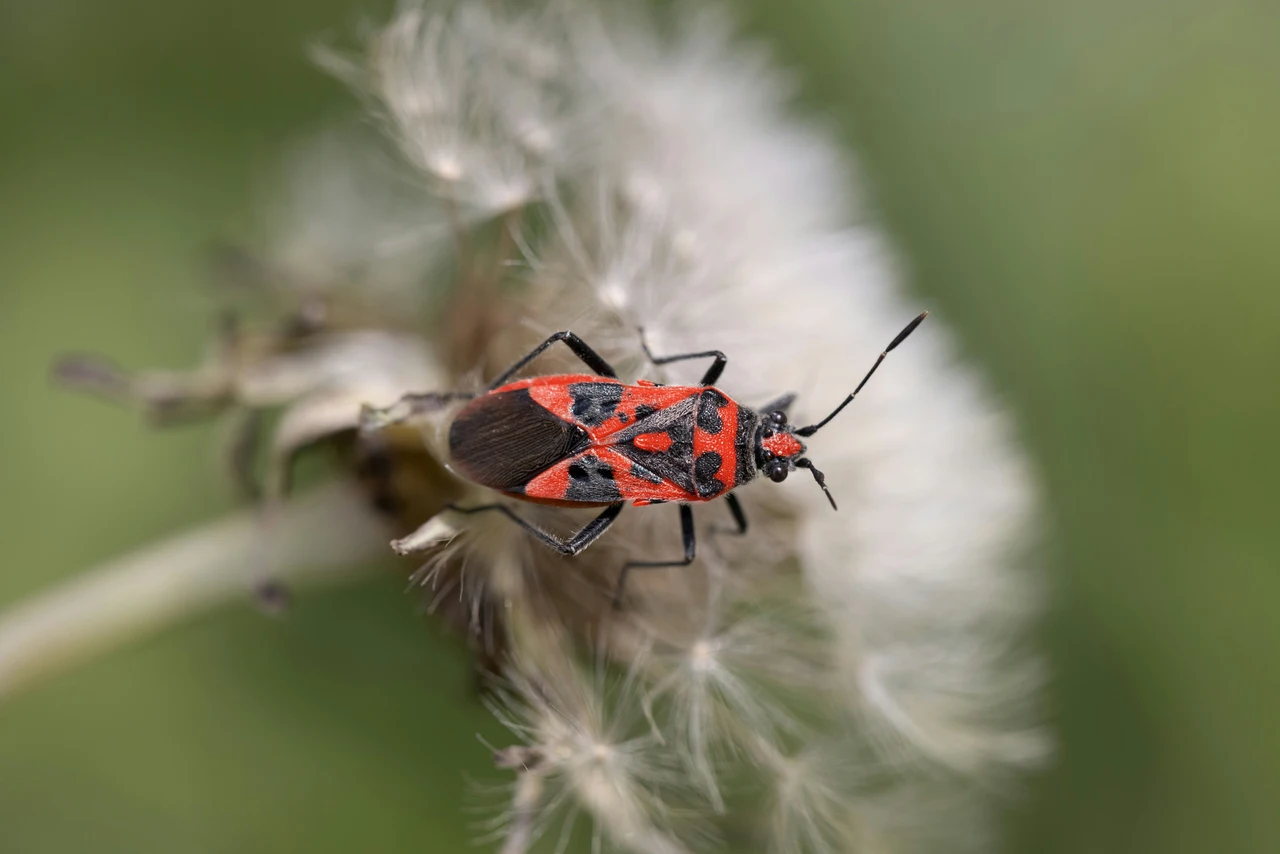 Cimici in soggiorno? Il metodo immediato per cacciarle usando solo foglie di alloro Cimici in soggiorno? Il metodo immediato per cacciarle usando solo foglie di alloro