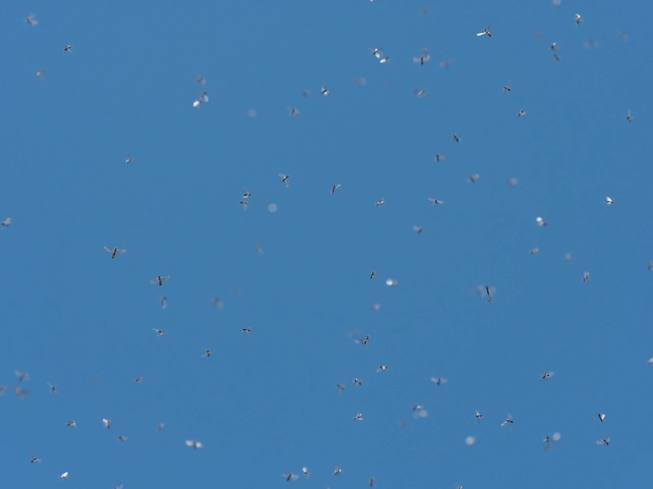 Evita l’invasione di moscerini in estate con questi accorgimenti pratici e naturali