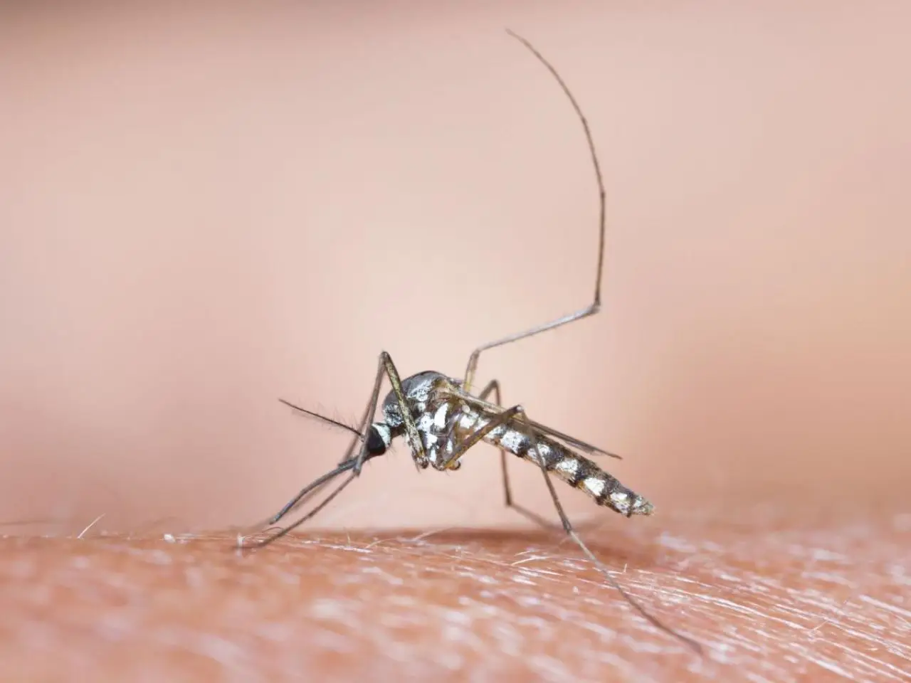 Evita l’invasione di moscerini in estate con questi accorgimenti pratici e naturali Evita l’invasione di moscerini in estate con questi accorgimenti pratici e naturali
