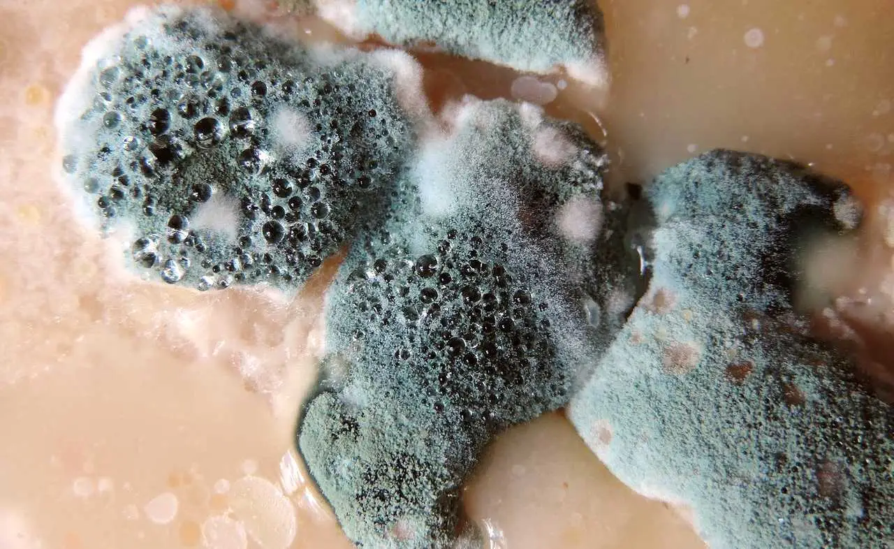 Come prevenire la formazione della muffa nei pensili con un sacchettino di riso