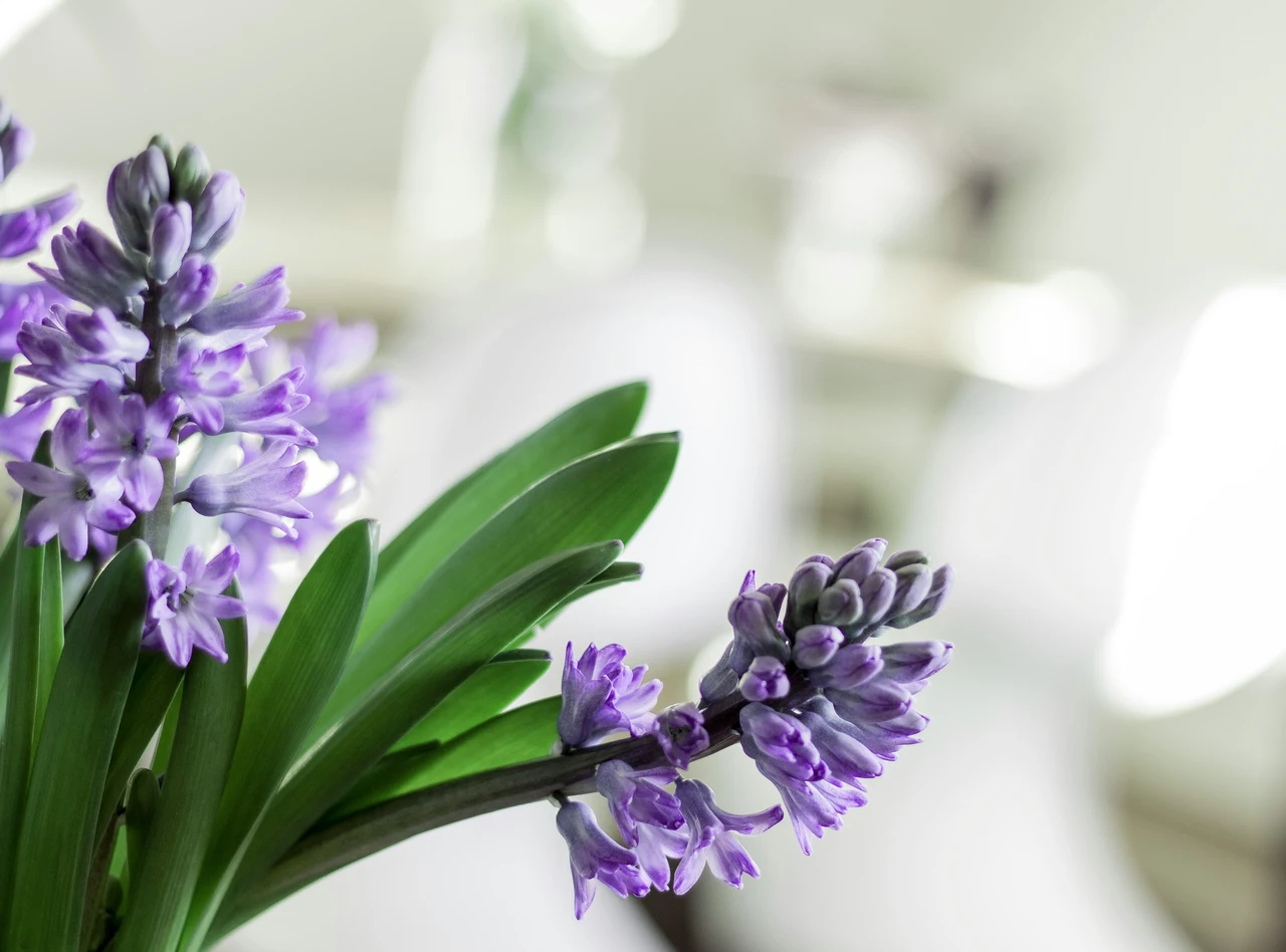 Risparmia sugli spray per ambienti: crea il tuo profumatore con anice stellato e acqua Risparmia sugli spray per ambienti: crea il tuo profumatore con anice stellato e acqua