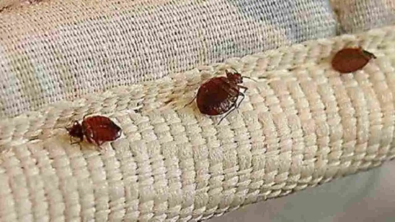 Soluzione rapida e naturale contro le tarme: usa sacchetti di lavanda nell’armadio Soluzione rapida e naturale contro le tarme: usa sacchetti di lavanda nell’armadio