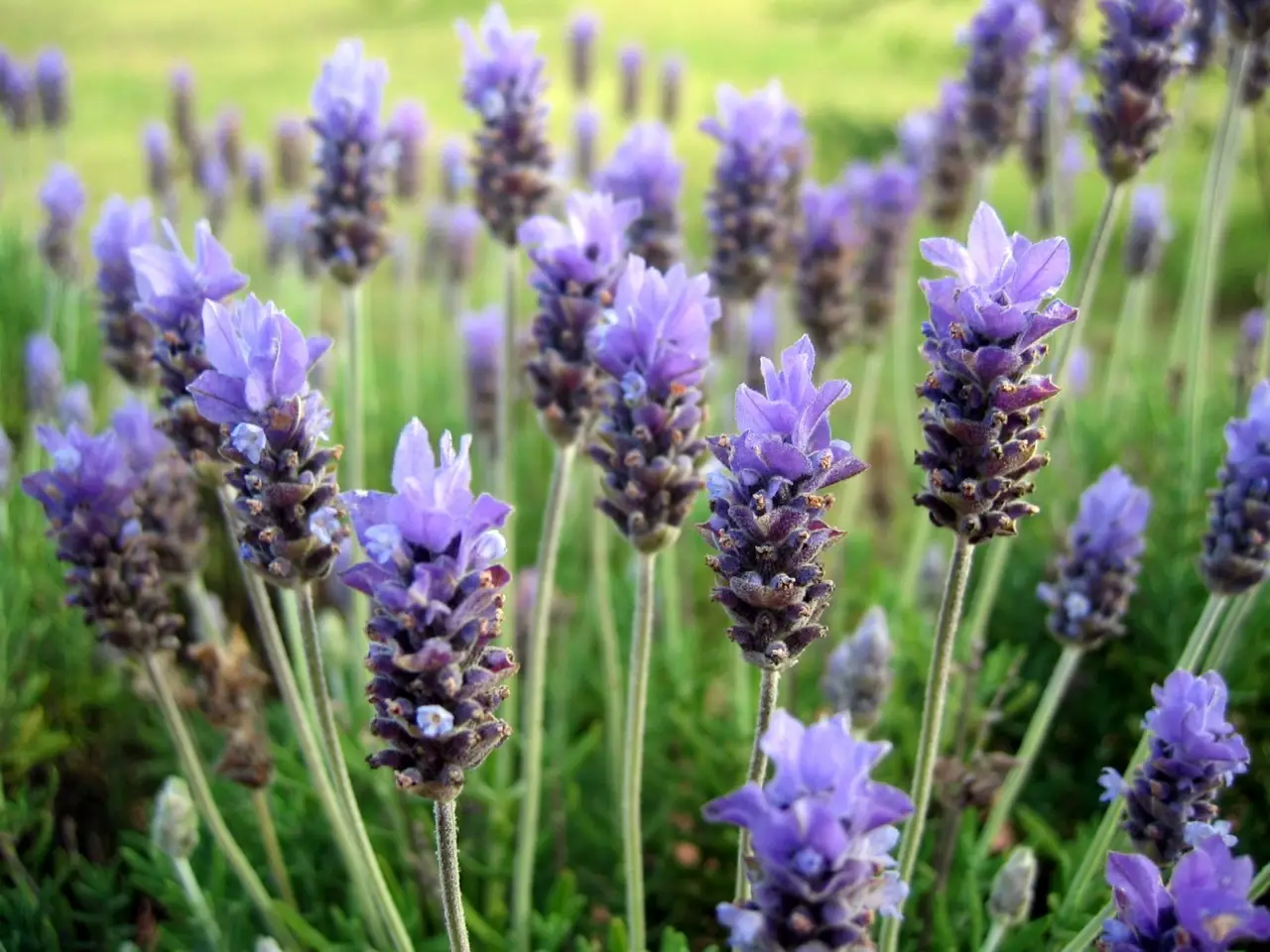 Soluzione rapida e naturale contro le tarme: usa sacchetti di lavanda nell’armadio Soluzione rapida e naturale contro le tarme: usa sacchetti di lavanda nell’armadio