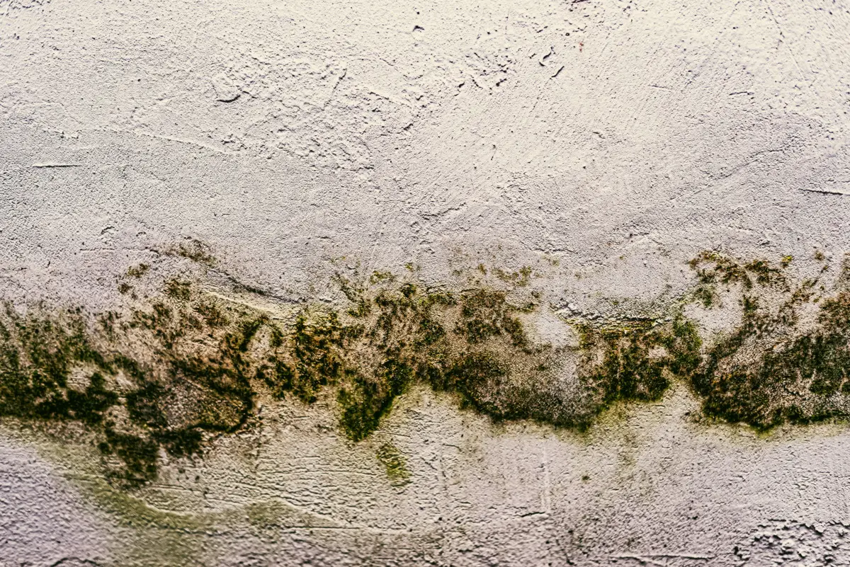 Vuoi evitare la muffa in bagno? Ecco il trucco con aceto e oli essenziali da provare