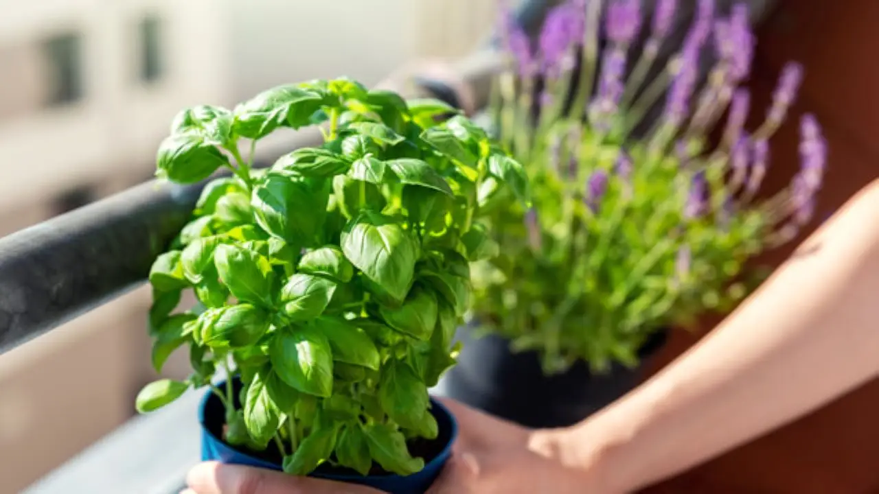 La pianta aromatica che calma l’ansia: la usi già senza saperlo La pianta aromatica che calma l’ansia: la usi già senza saperlo