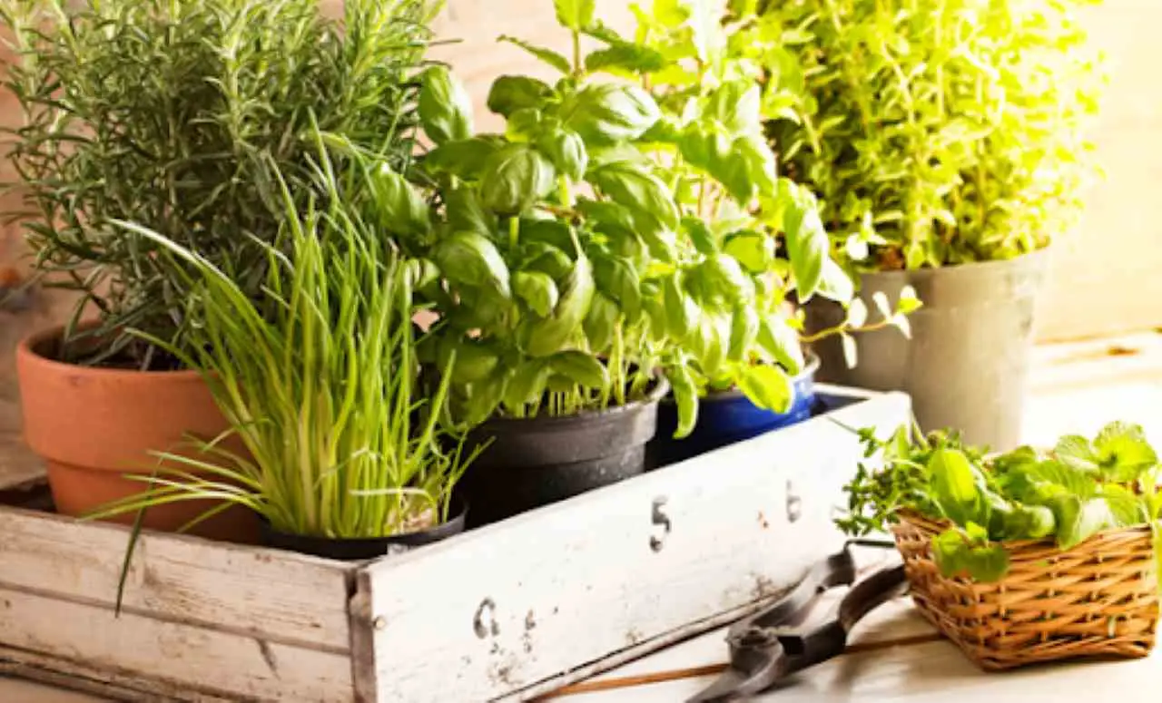 La pianta aromatica che calma l’ansia: la usi già senza saperlo La pianta aromatica che calma l’ansia: la usi già senza saperlo
