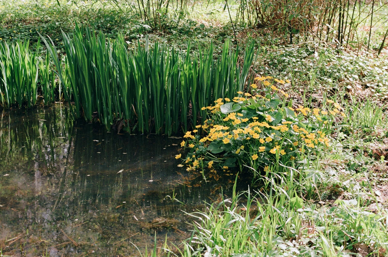 Allerta bisce in giardino: ecco perchè sono pericolose Allerta bisce in giardino: ecco perchè sono pericolose