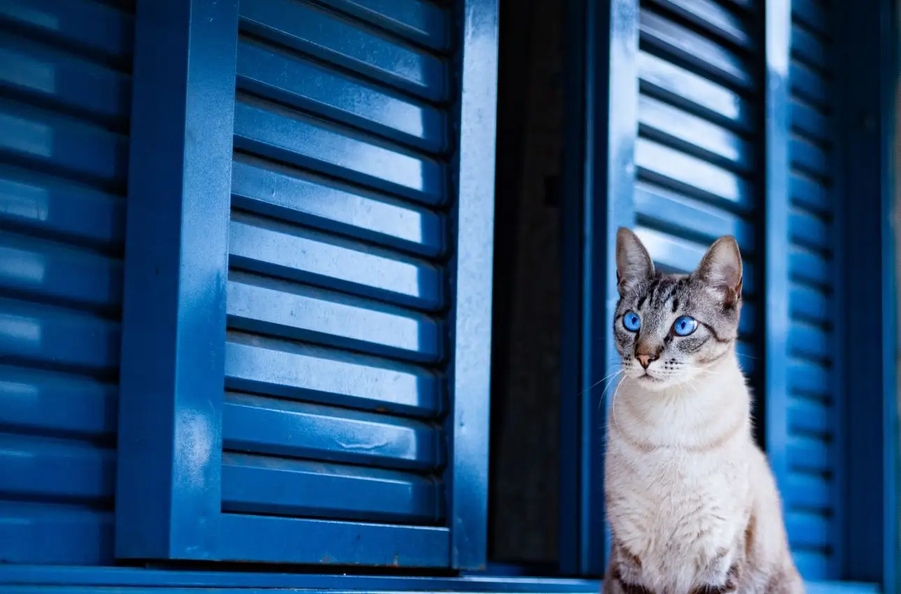 Perchè il gatto non miagola? Ecco la risposta Perchè il gatto non miagola? Ecco la risposta