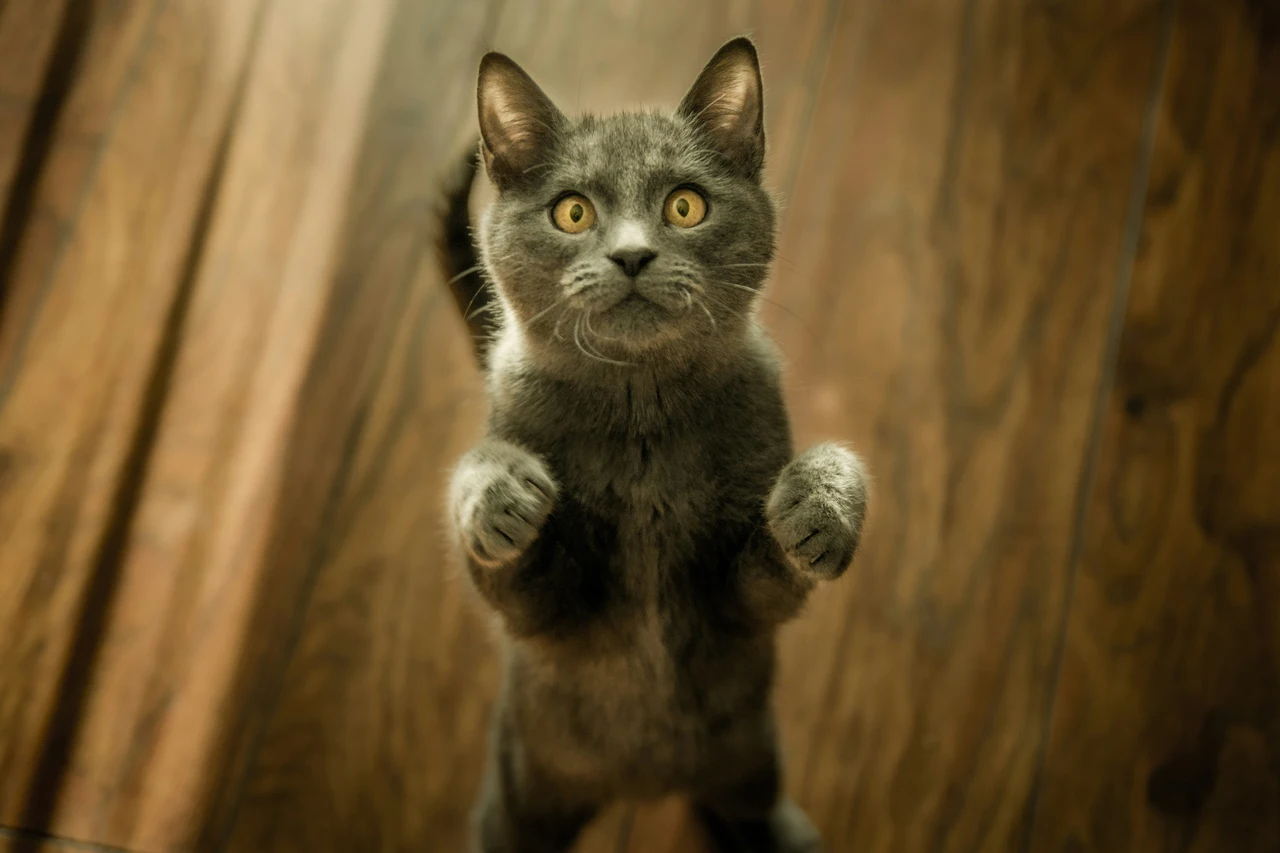 Perchè il gatto non miagola? Ecco la risposta Perchè il gatto non miagola? Ecco la risposta