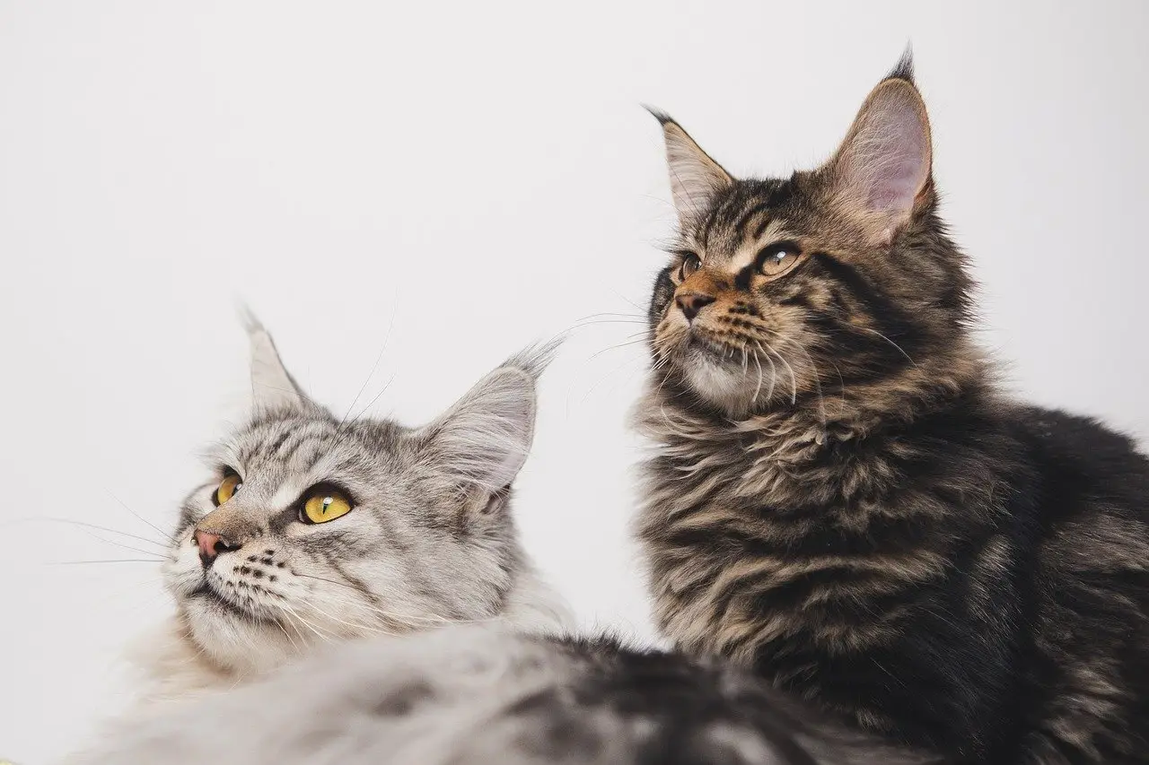 Perchè il gatto non miagola? Ecco la risposta Perchè il gatto non miagola? Ecco la risposta