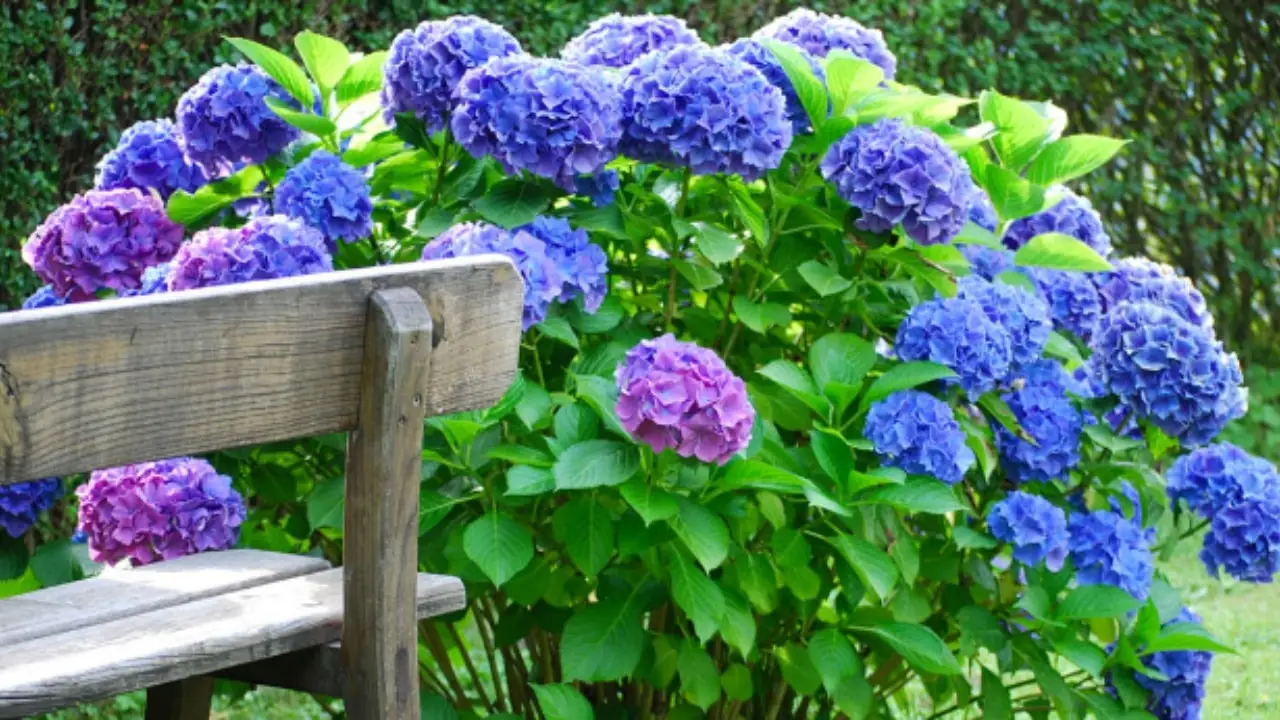 Come far fiorire l’ortensia con un concime naturale: il metodo dei vivaisti Come far fiorire l’ortensia con un concime naturale: il metodo dei vivaisti