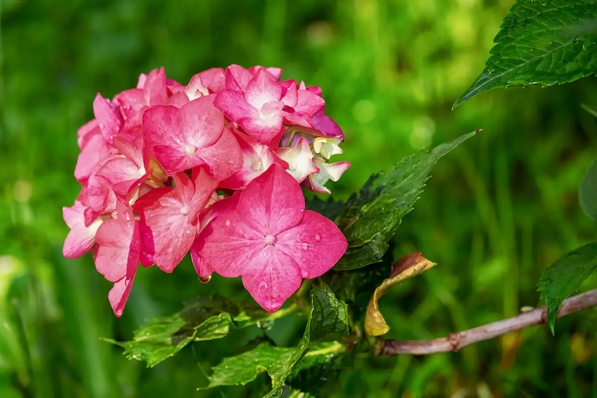 Come far fiorire l’ortensia con un concime naturale: il metodo dei vivaisti Come far fiorire l’ortensia con un concime naturale: il metodo dei vivaisti