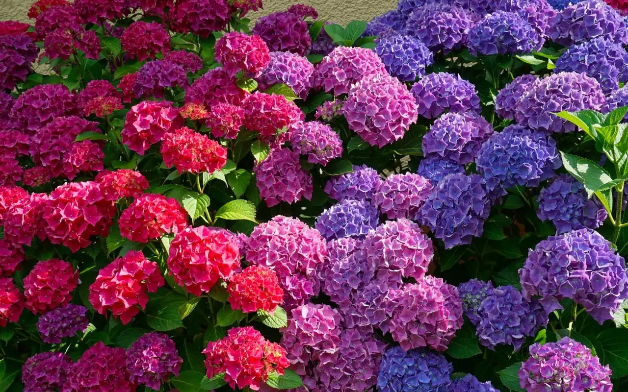 Come far fiorire l’ortensia con un concime naturale: il metodo dei vivaisti Come far fiorire l’ortensia con un concime naturale: il metodo dei vivaisti