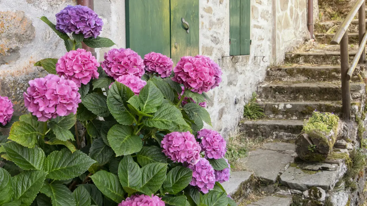 Come far fiorire l’ortensia con un concime naturale: il metodo dei vivaisti Come far fiorire l’ortensia con un concime naturale: il metodo dei vivaisti