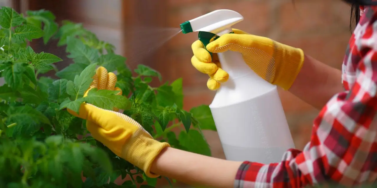 Come preparare un insetticida naturale con quello che hai in cucina Come preparare un insetticida naturale con quello che hai in cucina