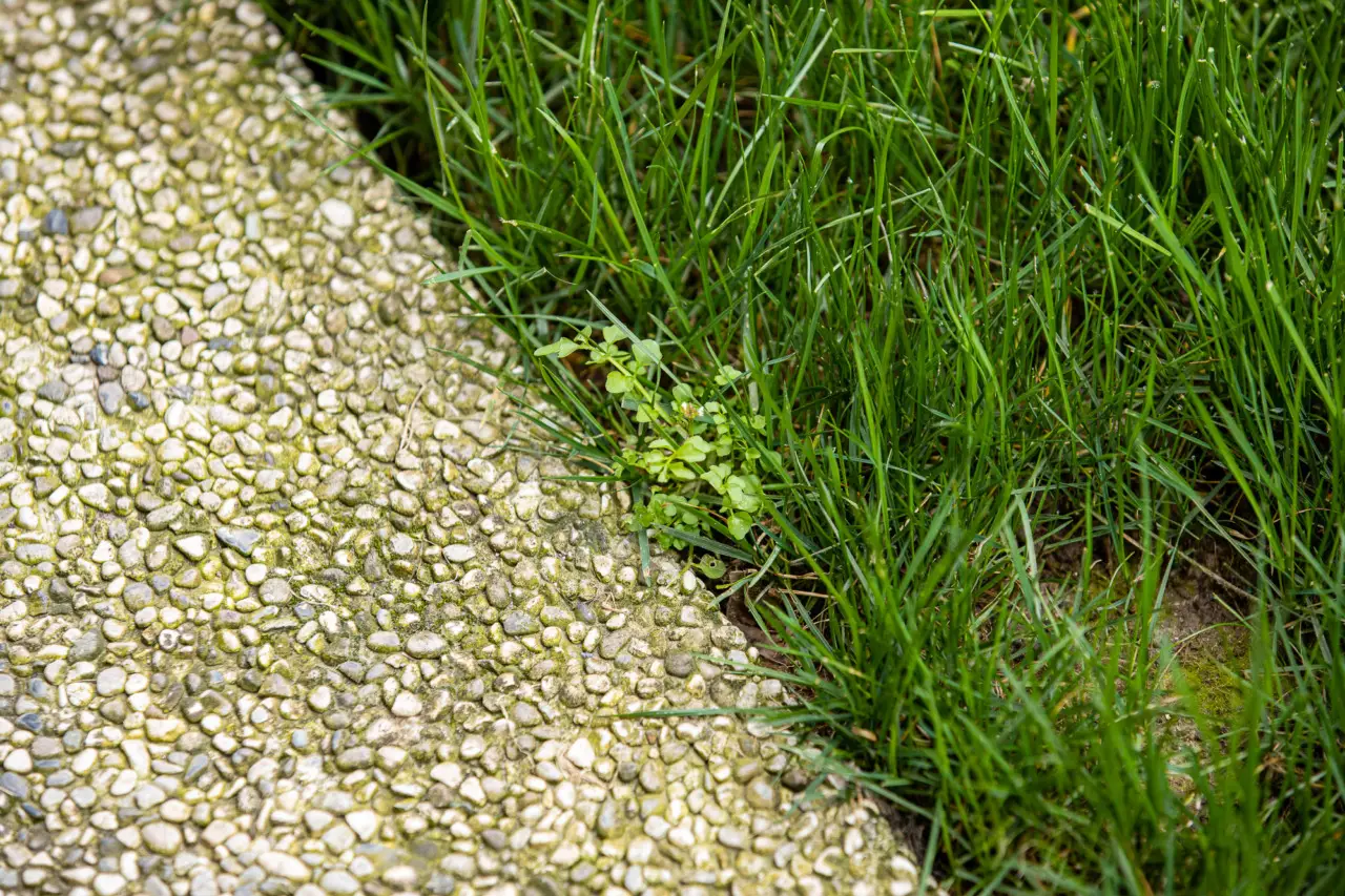Il sale grosso contro le erbacce: la ricetta segreta dei giardinieri Il sale grosso contro le erbacce: la ricetta segreta dei giardinieri