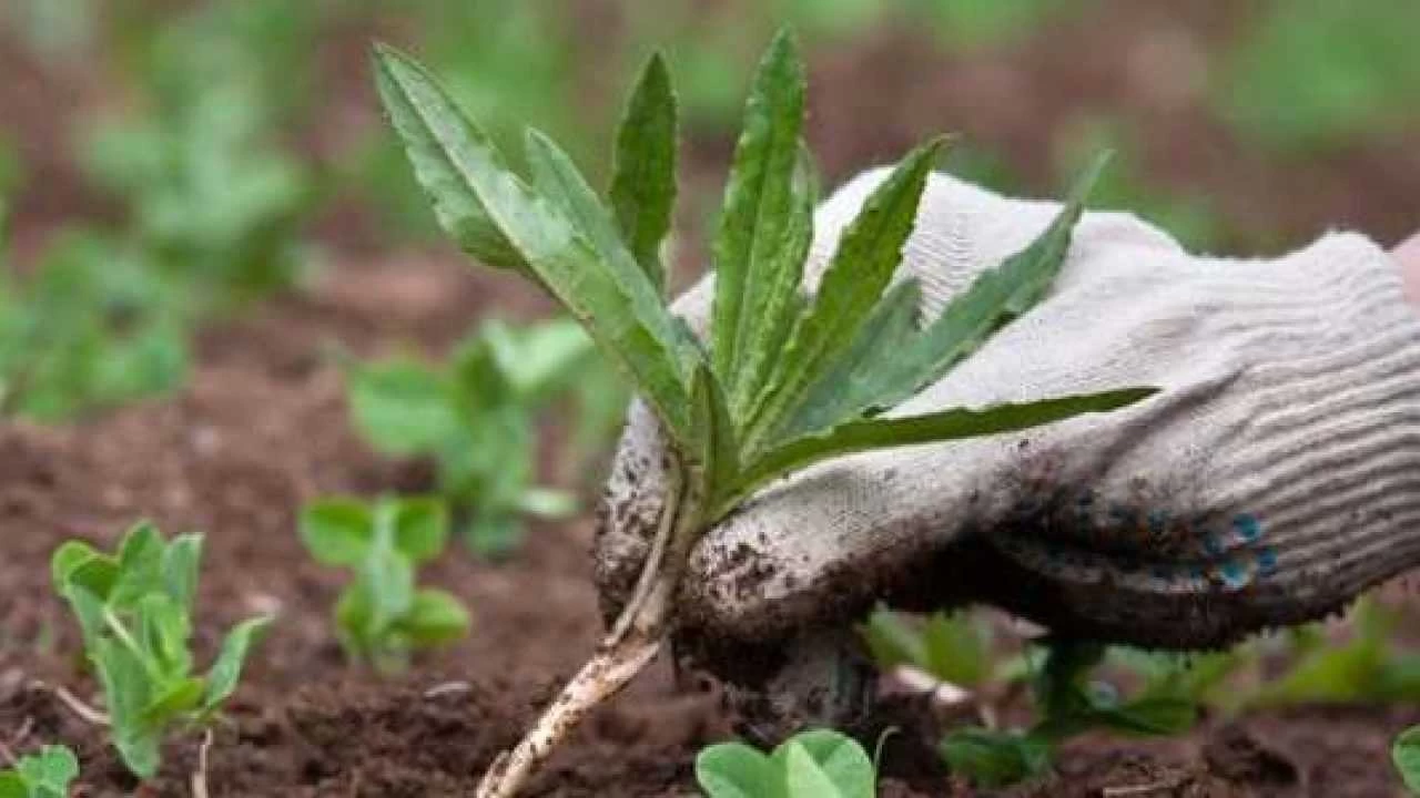 Il sale grosso contro le erbacce: la ricetta segreta dei giardinieri Il sale grosso contro le erbacce: la ricetta segreta dei giardinieri