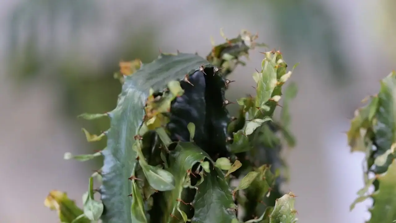La pianta che cresce anche senza acqua e trasforma il giardino in un’oasi La pianta che cresce anche senza acqua e trasforma il giardino in un’oasi