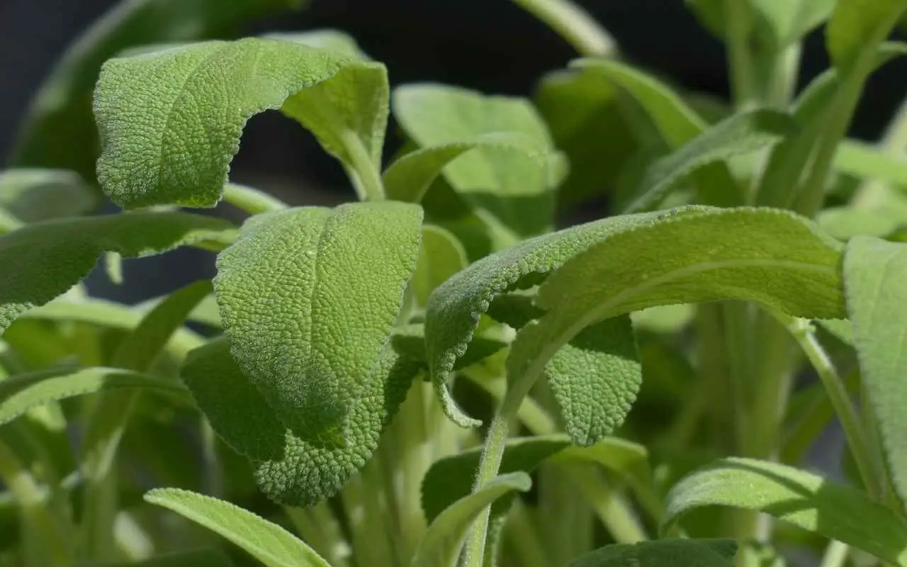 La pianta che cresce anche senza acqua e trasforma il giardino in un’oasi La pianta che cresce anche senza acqua e trasforma il giardino in un’oasi