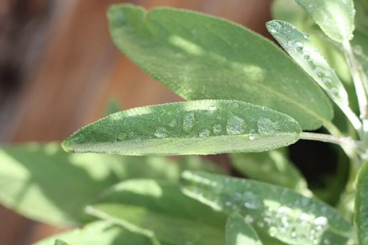 La pianta che cresce anche senza acqua e trasforma il giardino in un’oasi La pianta che cresce anche senza acqua e trasforma il giardino in un’oasi