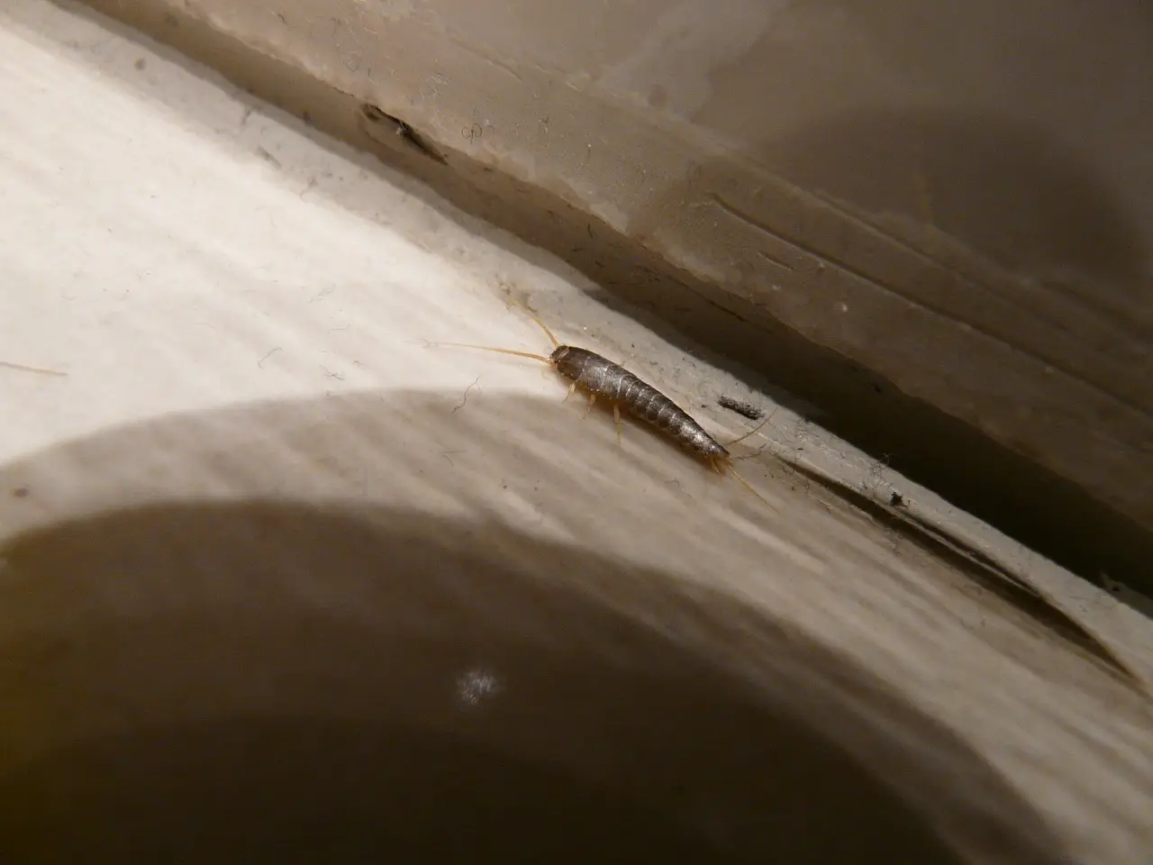 Pesciolini d’argento in bagno? Ecco cosa significa e come liberartene Pesciolini d’argento in bagno? Ecco cosa significa e come liberartene