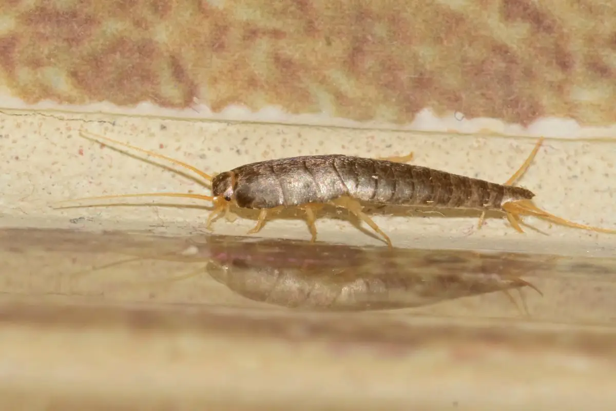 Pesciolini d’argento in bagno? Ecco cosa significa e come liberartene Pesciolini d’argento in bagno? Ecco cosa significa e come liberartene