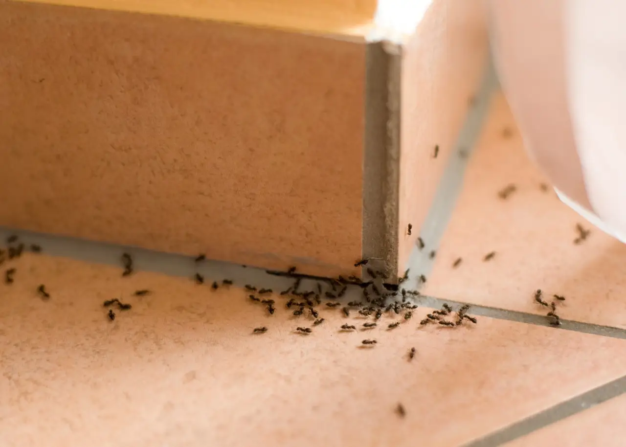 Formiche sul balcone: l’ingrediente che le fa sparire in 10 minuti Formiche sul balcone: l’ingrediente che le fa sparire in 10 minuti