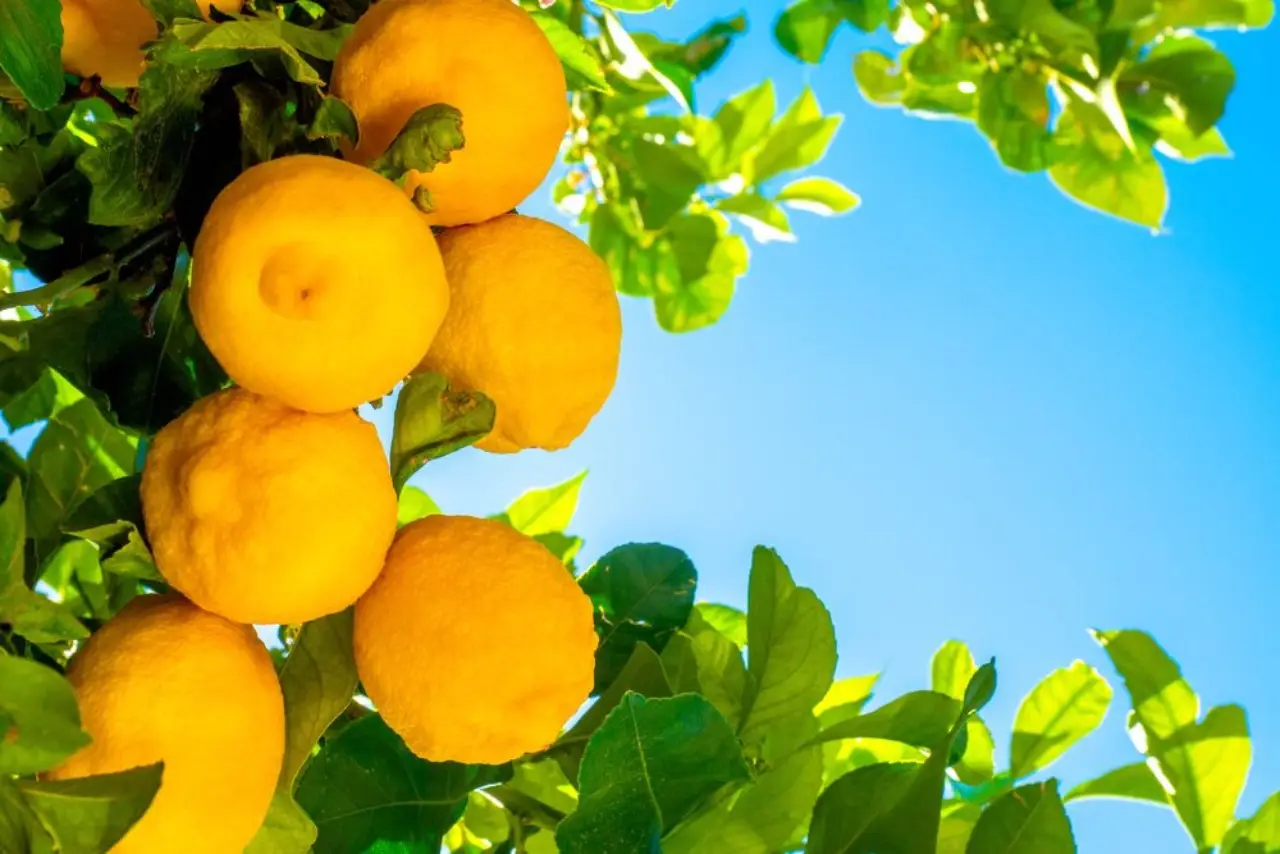 Come profumare tutta la casa con un solo limone: il metodo che funziona sempre Come profumare tutta la casa con un solo limone: il metodo che funziona sempre