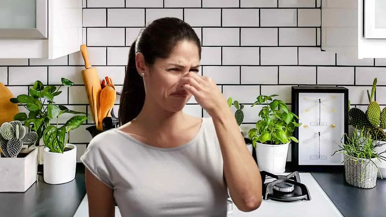 Come eliminare i cattivi odori in casa in 5 minuti: il trucco dei cuochi Come eliminare i cattivi odori in casa in 5 minuti: il trucco dei cuochi